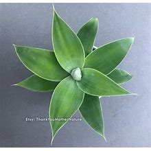 Live Foxtail Agave Plant, Agave Attenuata | No Spines Soft Leaves Fox Tail Agave | Bare Root | Free Shipping