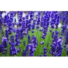 500 English Lavender Seeds, Lavandula Augustifolia, Vera LA015CR