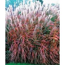 30+ Miscanthus Flame Grass / Ornamental Grass / Perennial / Flower Seeds.