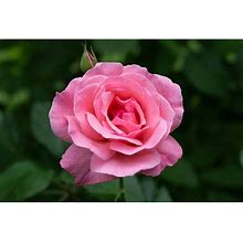 3 Gal. Queen Elizabeth Live Rose Plant With Pink Flower (1-Pack)
