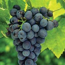 Concord Blue Grape - Bareroot