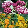 Native Milkweed Selections | Zone 4-9 | Mixed | 18 - 36 Inches | Full Sun