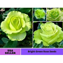 Bright Green Rose Seeds-Perennial -Authentic Seeds-Flowers -Organic. Non GMO -Vegetable Seeds-Mix Seeds For Plant-B3G1 1076