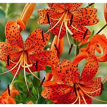 3 Orange Tiger Lily Perennials. Stunning Color. Grows To 3 Feet. Hardy Zones 4-9. Pollinator