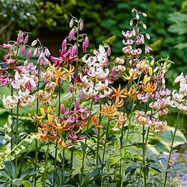 Turk's Cap Lily Mixture - 3 Per Package | Mixed | Lilium Martagon Mix | Zone 3-8 | Fall Planting | Spring-Planted Bulbs