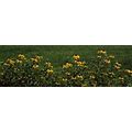 Posterazzi PPI116297S Black-Eyed Susan Flowers (Rudbeckia Hirta) Growing In A Field Poster Print, 18 X 6