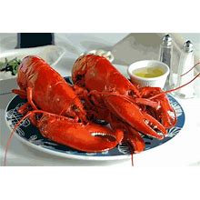 Two Pack Of 1 3/4 To 2 Pound Live Lobsters!