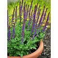 Perennial Farm Marketplace (Sage) Perennial, Size-1 Container Salvia N. 'East Friesland', Violet-Purple Flowers