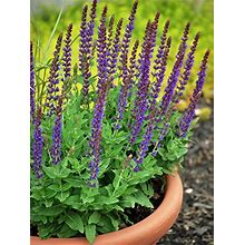 Perennial Farm Marketplace (Sage) Perennial, Size-1 Container Salvia N. 'East Friesland', Violet-Purple Flowers
