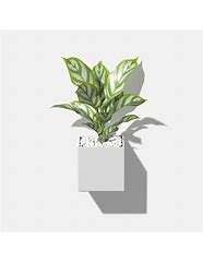 Image result for Hanging Plant Pot Ideas
