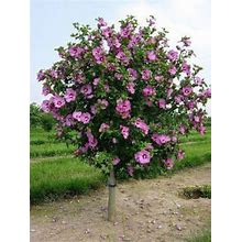 10 Roots Rose Of Sharon Hibiscus Plant Shrub Flower Tree PERENNIAL 8" Tall