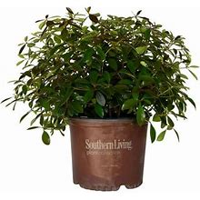 Leann Cleyera (3 Gallon) Medium-Sized Evergreen Shrub With Glossy Foliage - Full Sun To Part Shade Live Outdoor Plant - Southern Living Plant Collection