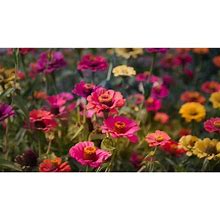 Zinnia Cactus Flower Seed Mix/ Annual/ Full Sun/ 16K Seeds 1/4 LB/ Zellajake Farm And Garden - B266
