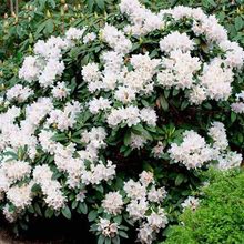 4-Pack (White Rhododendron, 3 Gal- Huge Lavender Blooms Delight Each And Every Spring- Easy To Grow , Zone 5-8