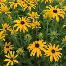 Glitters Like Gold Black Eyed Susan - 1 Container