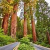 5 Star Rated Sequoia National Park Tour