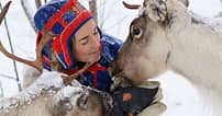 Full-Day Reindeer Tour With Pickup In Kiruna