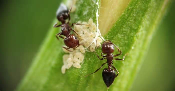 The 14 Smells That Ants Absolutely Hate