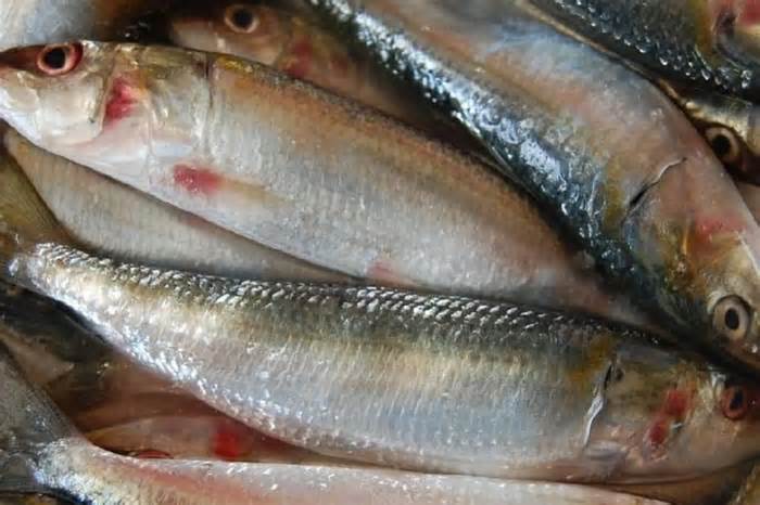 Trout fish is a rich source of Omega-3s.