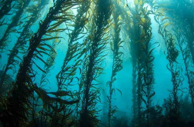 Divers armed with hammers spark hope in efforts to save kelp forests: ‘It’s ecologically sanctioned mayhem’