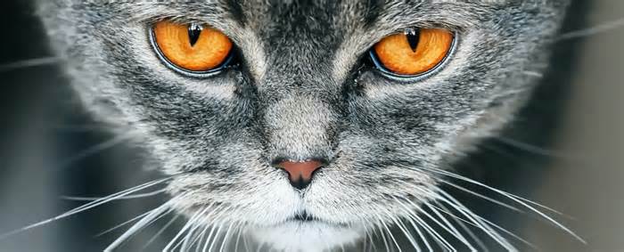 Cat With Orange Eyes