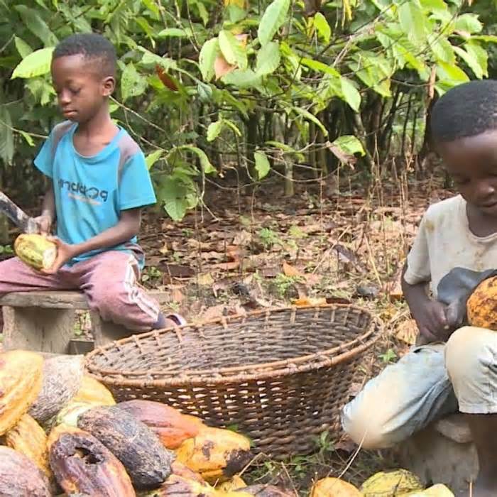 Children harvest cocoa using machetes.