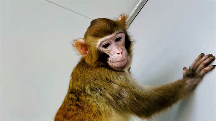 Inédito: Clonaron un mono rhesus que sobrevivió más de dos años