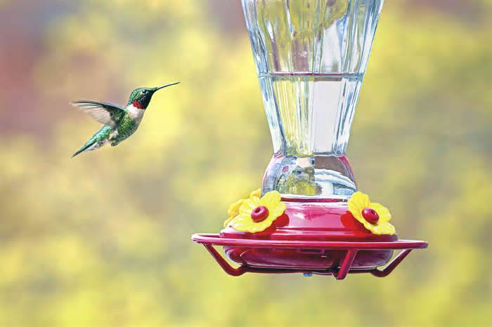The Best Time To Put Out Your Hummingbird Feeders, According To Experts