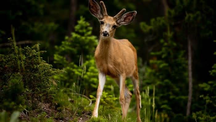 ‘Zombie deer disease’ is spreading. Scientists are worried it could infect humans