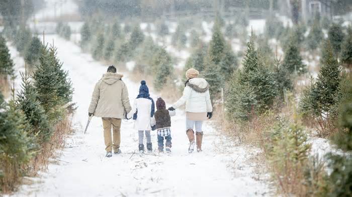A family of four are outdoors at a tree farm. They are walking arm-in-arm in search of a Christmas tree.