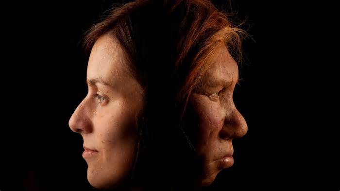 The Neanderthal woman was re-created and built by Dutch artists Andrie and Alfons Kennis. They used replicas of a pelvis and cranial anatomy from Neanderthal females for authenticity. The Neanderthal woman is shown here in comparison to a modern female.