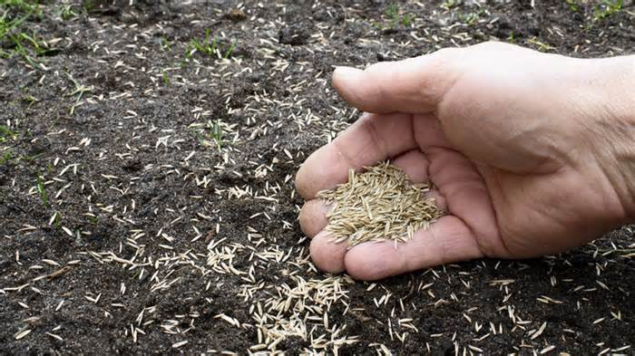 hand planting grass seed