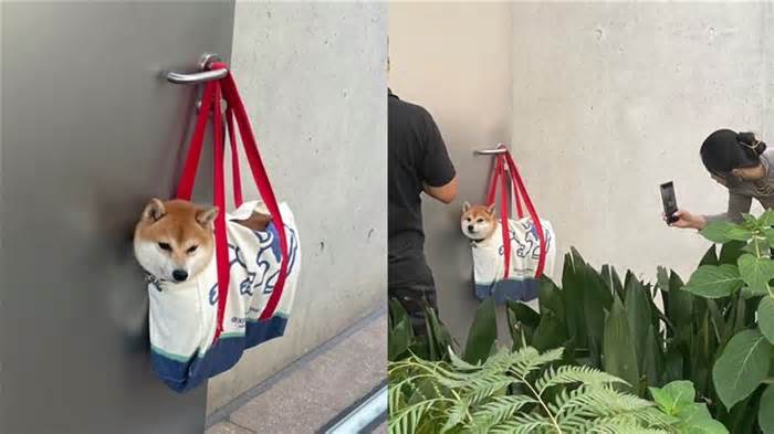 中國有名網友因急著上廁所，把愛犬裝進包裡掛在門外手把上，竟意外變成「打卡景點」。（圖／翻攝自逆子loki小紅書）
