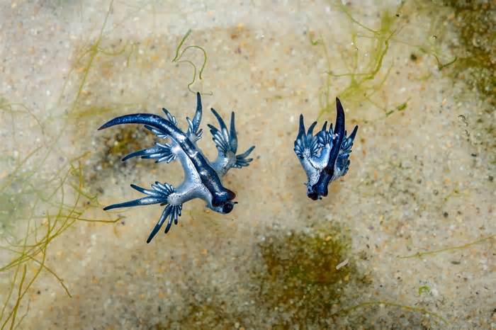 Blue dragon season is upon us, but researchers remind beachgoers to think twice before touching them