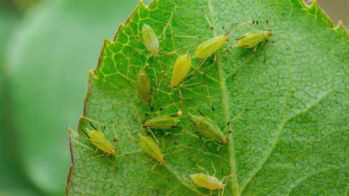 Pests on garden leaf