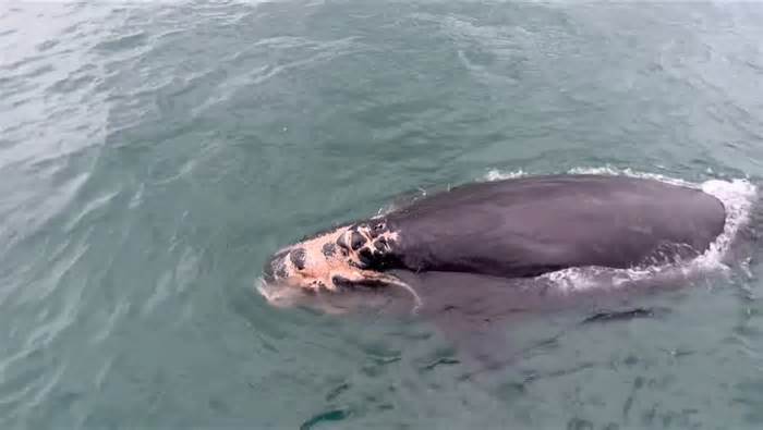 The first critically endangered North Atlantic right whale calf born during the winter calving season was photographed off the South Carolina coast with injuries from a vessel collision and will likely die, the National Marine Fisheries Service announced Wednesday.
