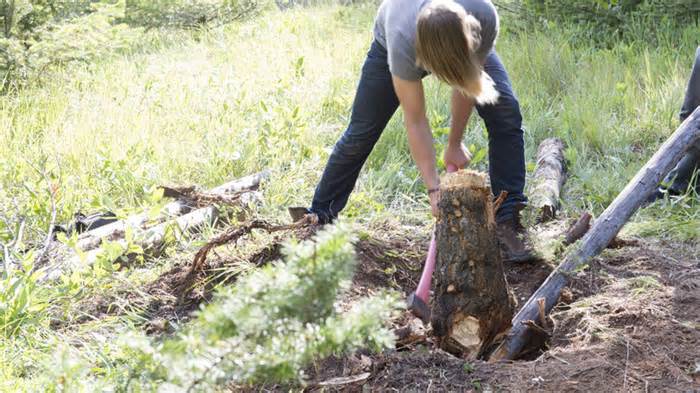 Person removing tree stump