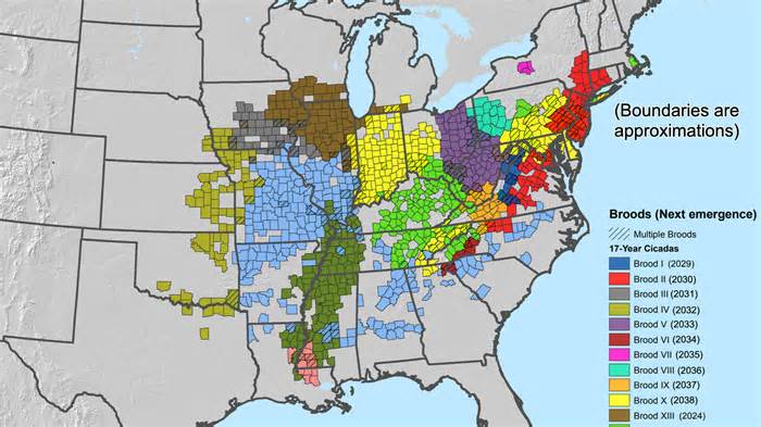 Where billions of cicadas will emerge this spring (and over the next decade), in one map