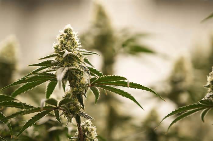 Six people were indicted Thursday, accused of illegally growing marijuana in Oklahoma.