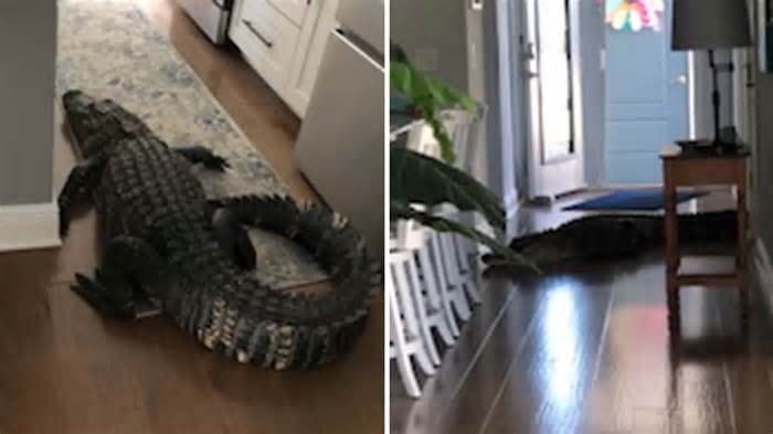 A Florida woman spotted an alligator in her home after it crawled through her door.
