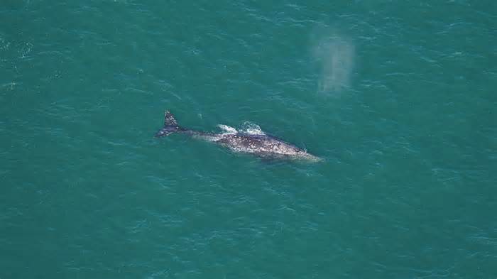 Scientists from the New England Aquarium in Boston spotted a gray whale off the coast of Nantucket on March 1, 2024.