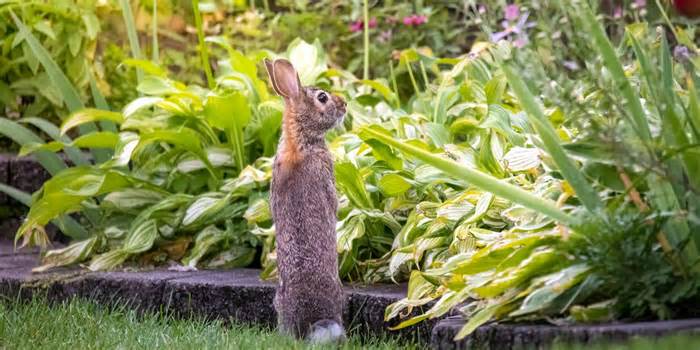 How to Keep Rabbits Out Of Your Garden