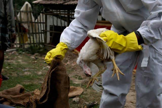 Un miembro del Departamento de Recursos Animales agarra a una de las 400 gallinas que fueron sacrificadas en una granja