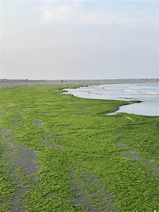 美呆了！漁光島月牙灣3月限定美景 海岸線像鋪綠地毯