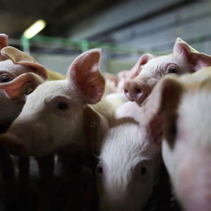 Piglets crowd a stall at the H.C. Daniels hog farm in Drahnsdorf on April 28, 2016 near Golssen, Germany.