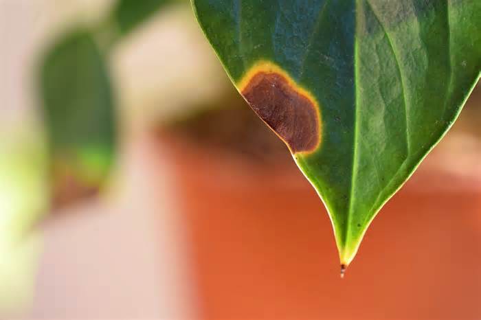 If Your Plant Leaves Have Brown Tips, This is What it Means