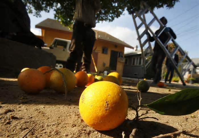 A California city is about to have all fruit trees stripped