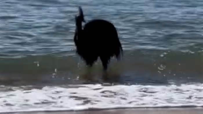 An endangered cassowary surprised beachgoers when it emerged from the ocean.