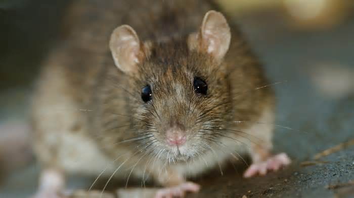 Closeup of a brown mouse
