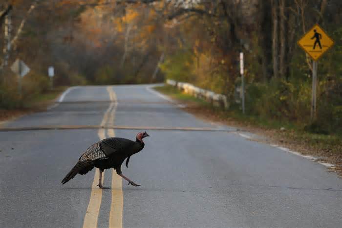 A wild turkey crosses a road in the Parker National Wildlife Refuge on Plum Island in Newbury, Mass.